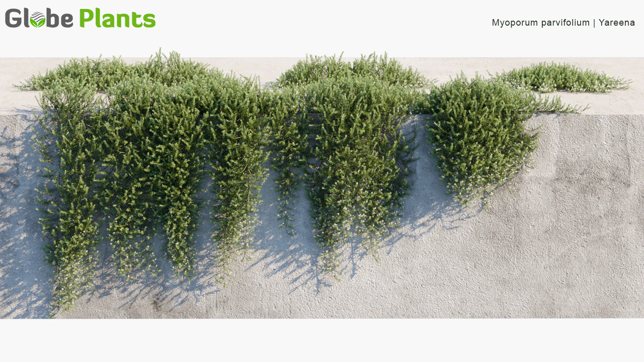 myoporum parvifolium — Скачать