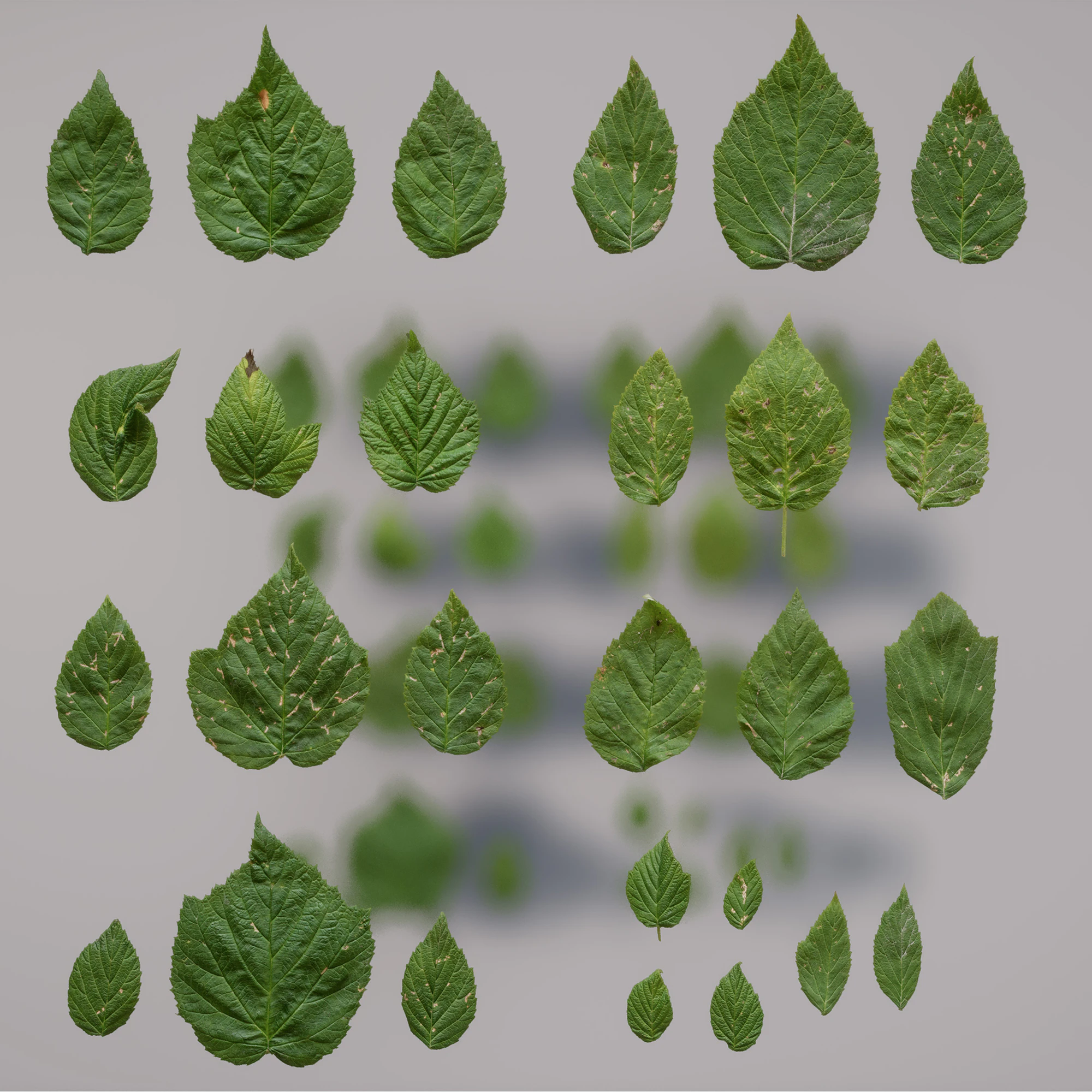 rubus fruticosus — Download