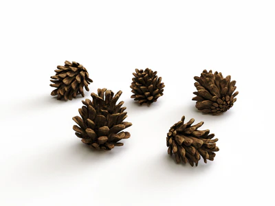 pine cone set — download