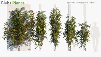 pyracantha coccinea — download