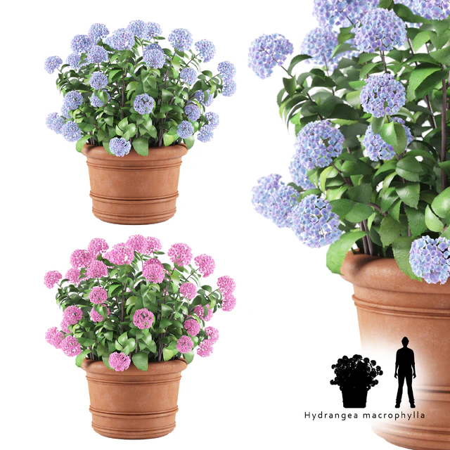 Hortense in a plant | Hydrangea macrophylla — Descargar