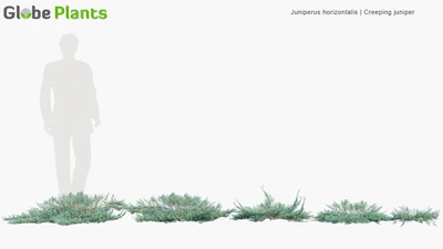 juniperus horizontalis — download