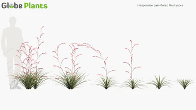 hesperaloe parviflora — download