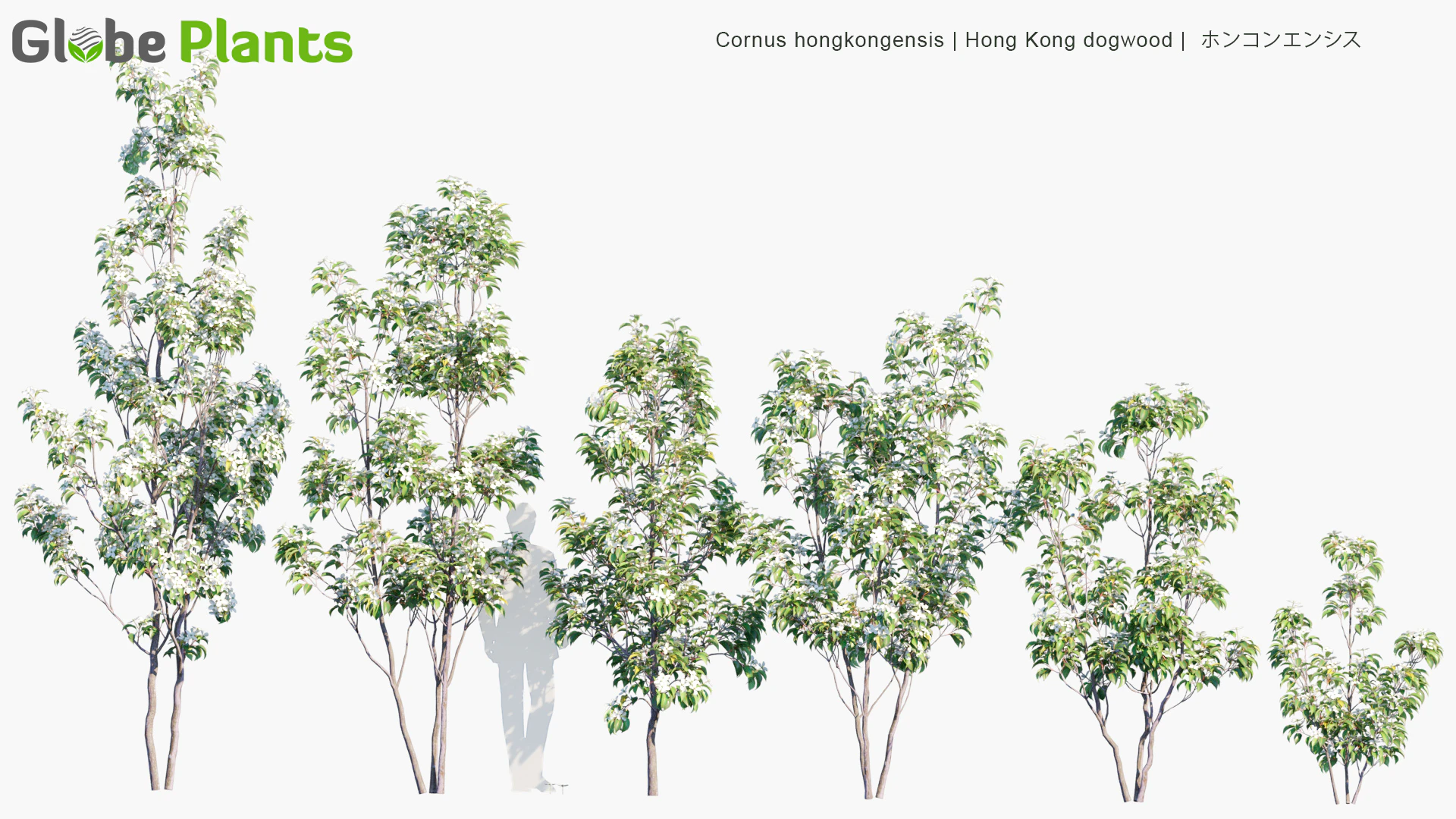 cornus hongkongensis — Download