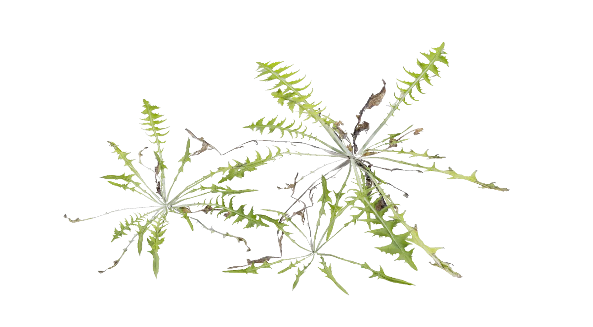 weeds 004 — Descargar