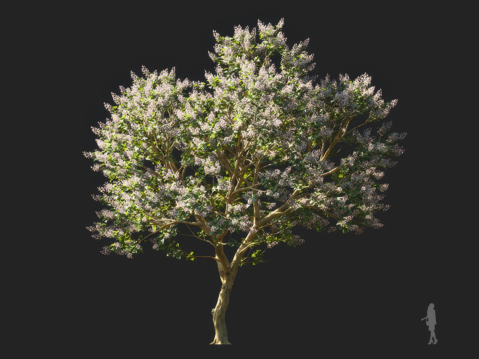 paulownia elongata 003 — Download