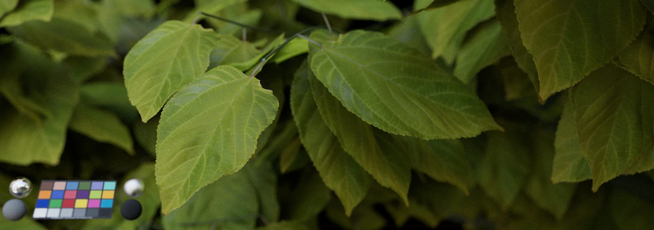 leaf 007 — Download