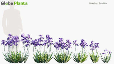 iris pallida — download