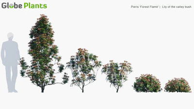 pieris japonica forest flame — download