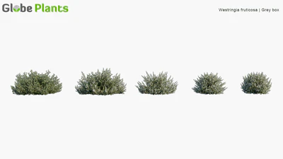 westringia fruticosa — download