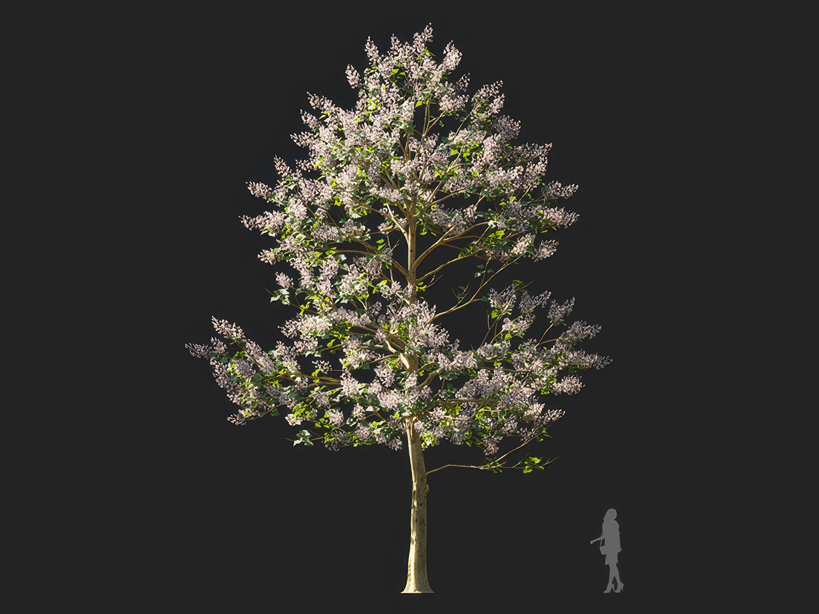 paulownia elongata 005 — Download