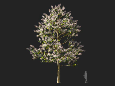paulownia elongata 005 — download