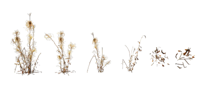 willowherb 020 — download