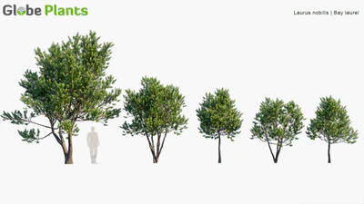 laurus nobilis — download