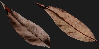 dead leaf 001 — download