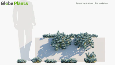 senecio mandraliscae — download