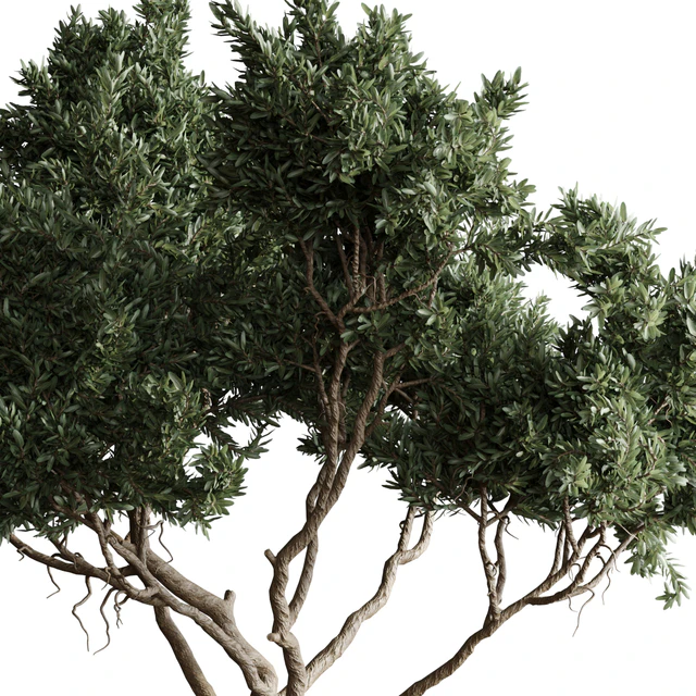 Indoor plant 04 - Tree in a pot — Descargar