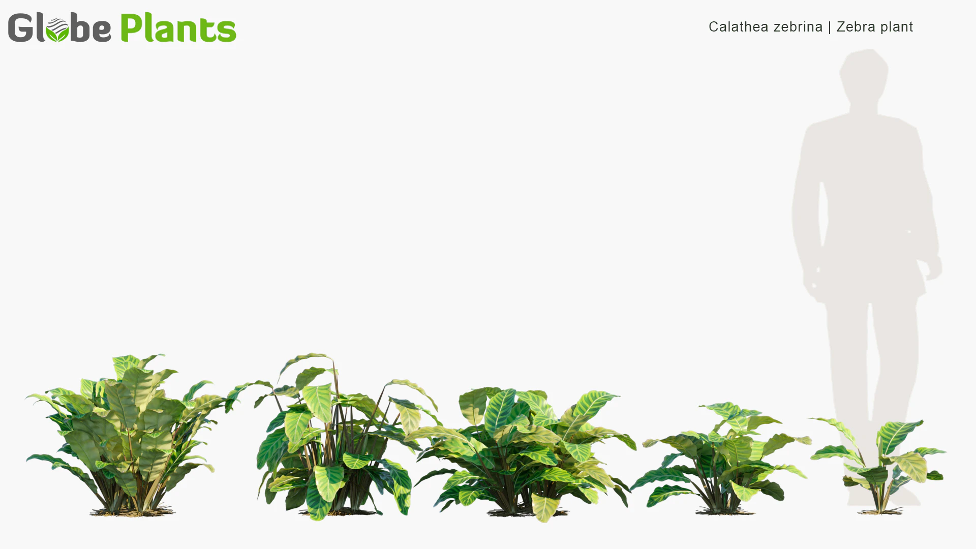 calathea zebrina — Descargar