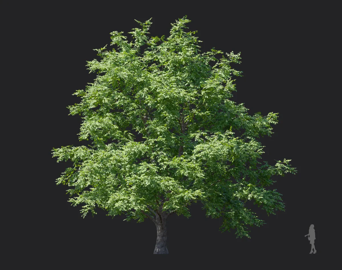 tilia amurensis 004 — Скачать