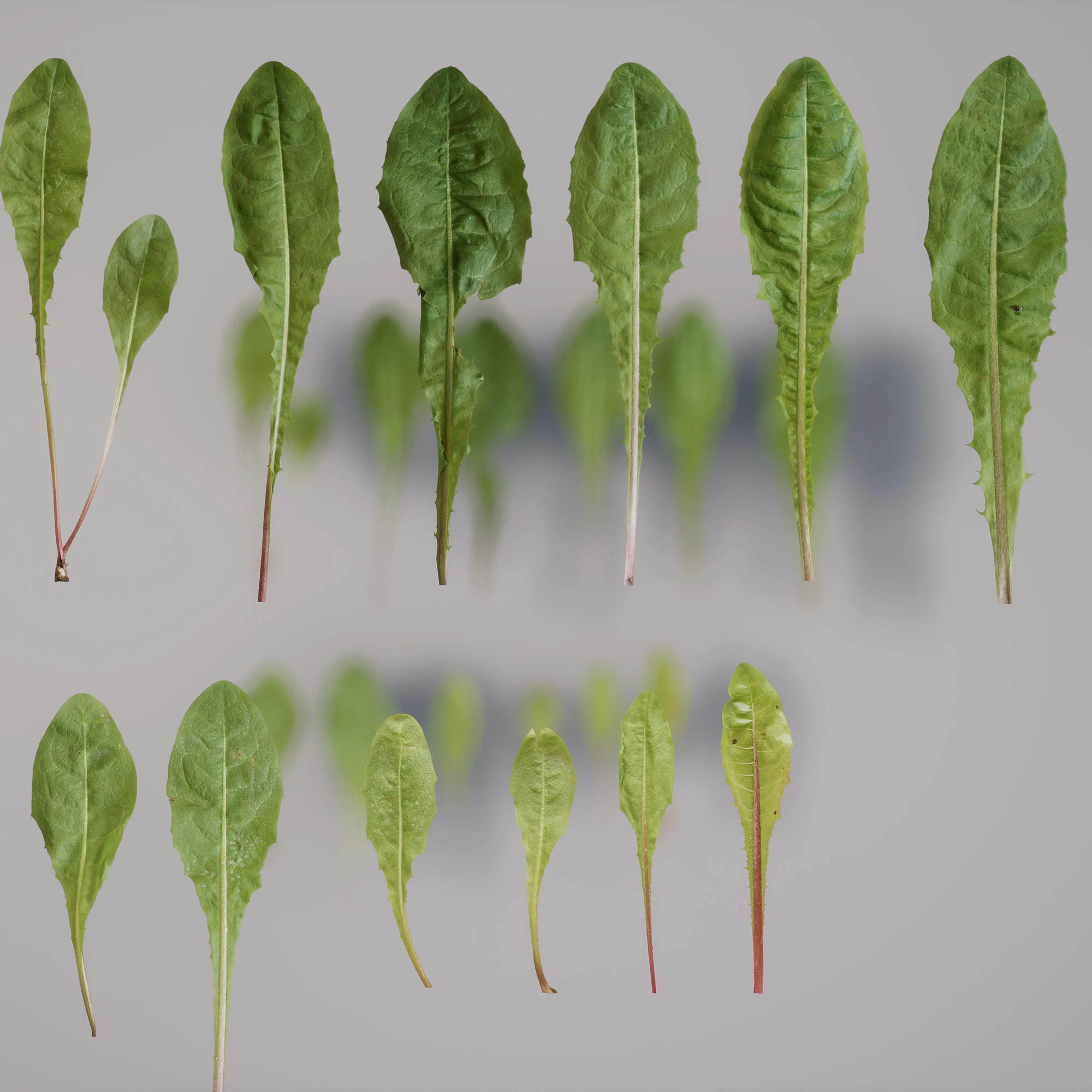 dandelion — Download