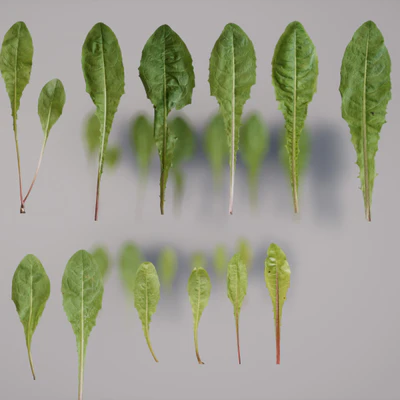 dandelion — download