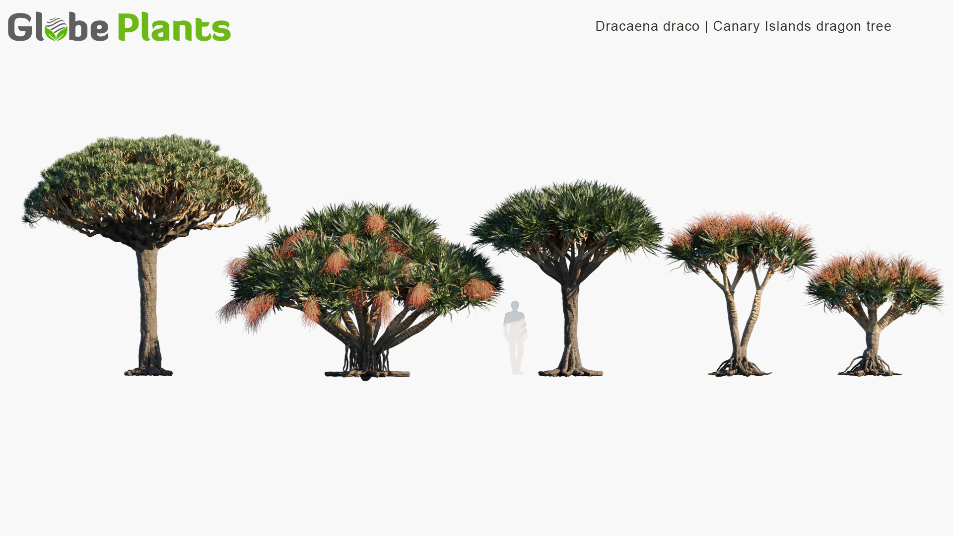 dracaena draco — Скачать
