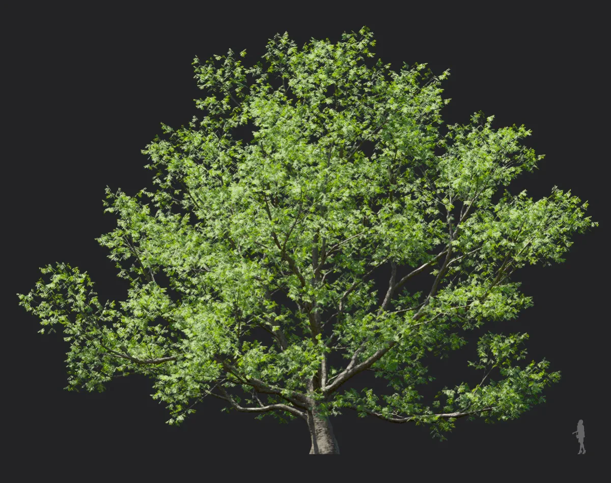 phellodendron amurense 005 — Скачать