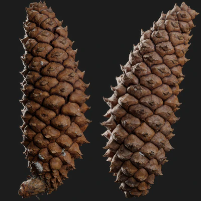 pine cone 001 — download