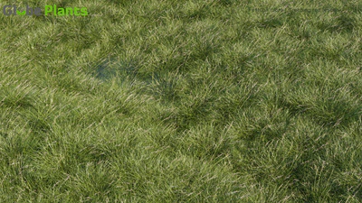 festuca rubra — download