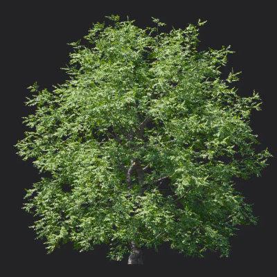tilia amurensis 006 — download