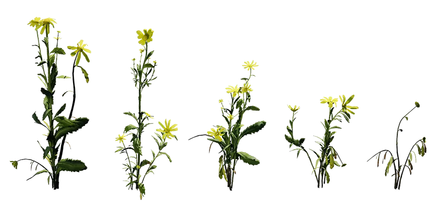 shore groundsel 001 — Скачать