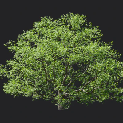 phellodendron amurense 004 — download