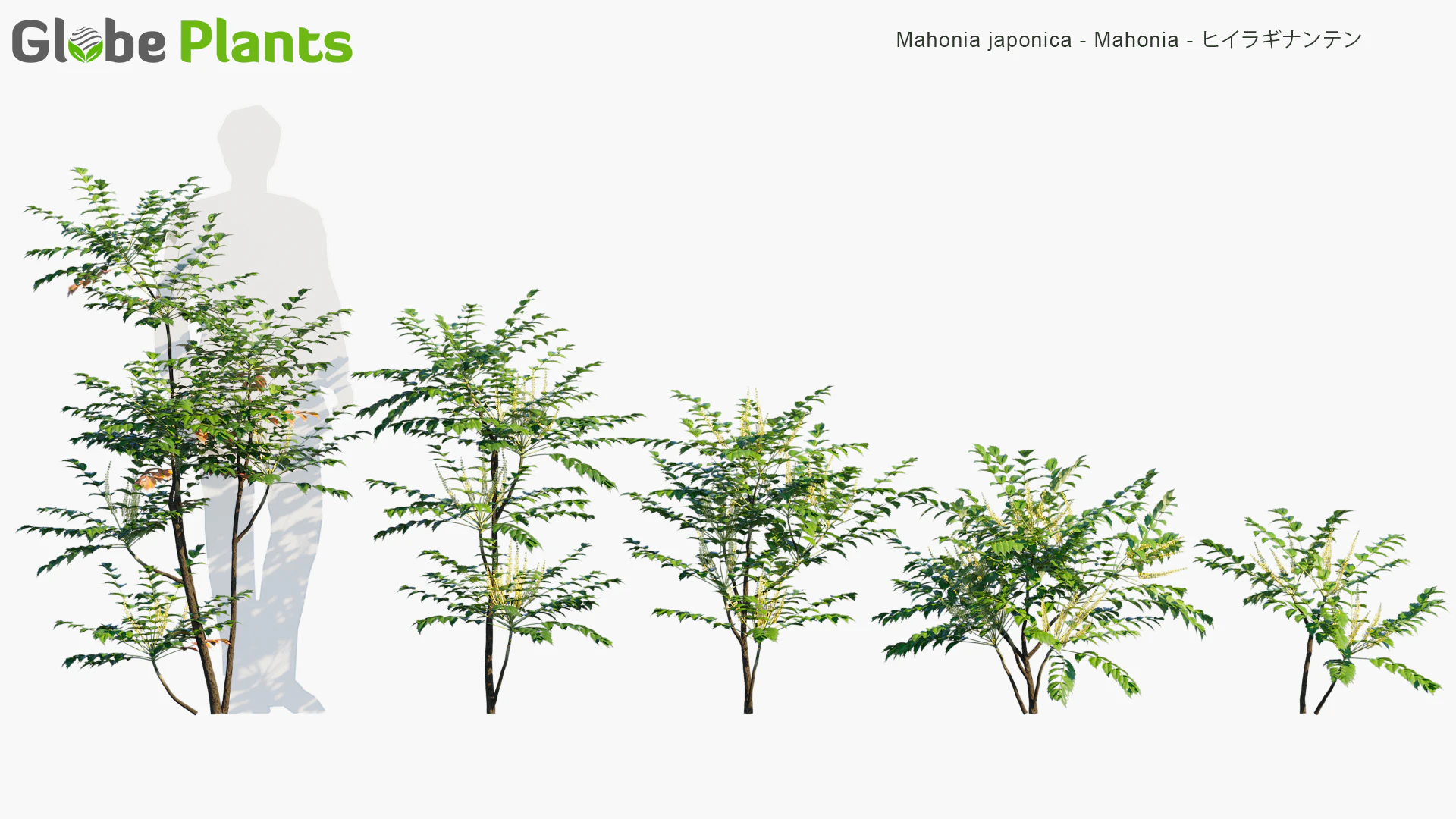 mahonia japonica — Download