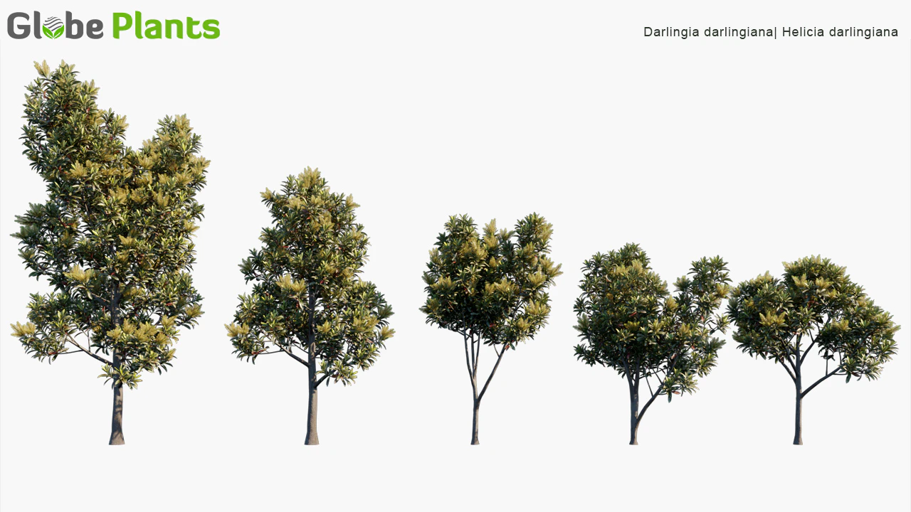 darlingia darlingiana — Скачать