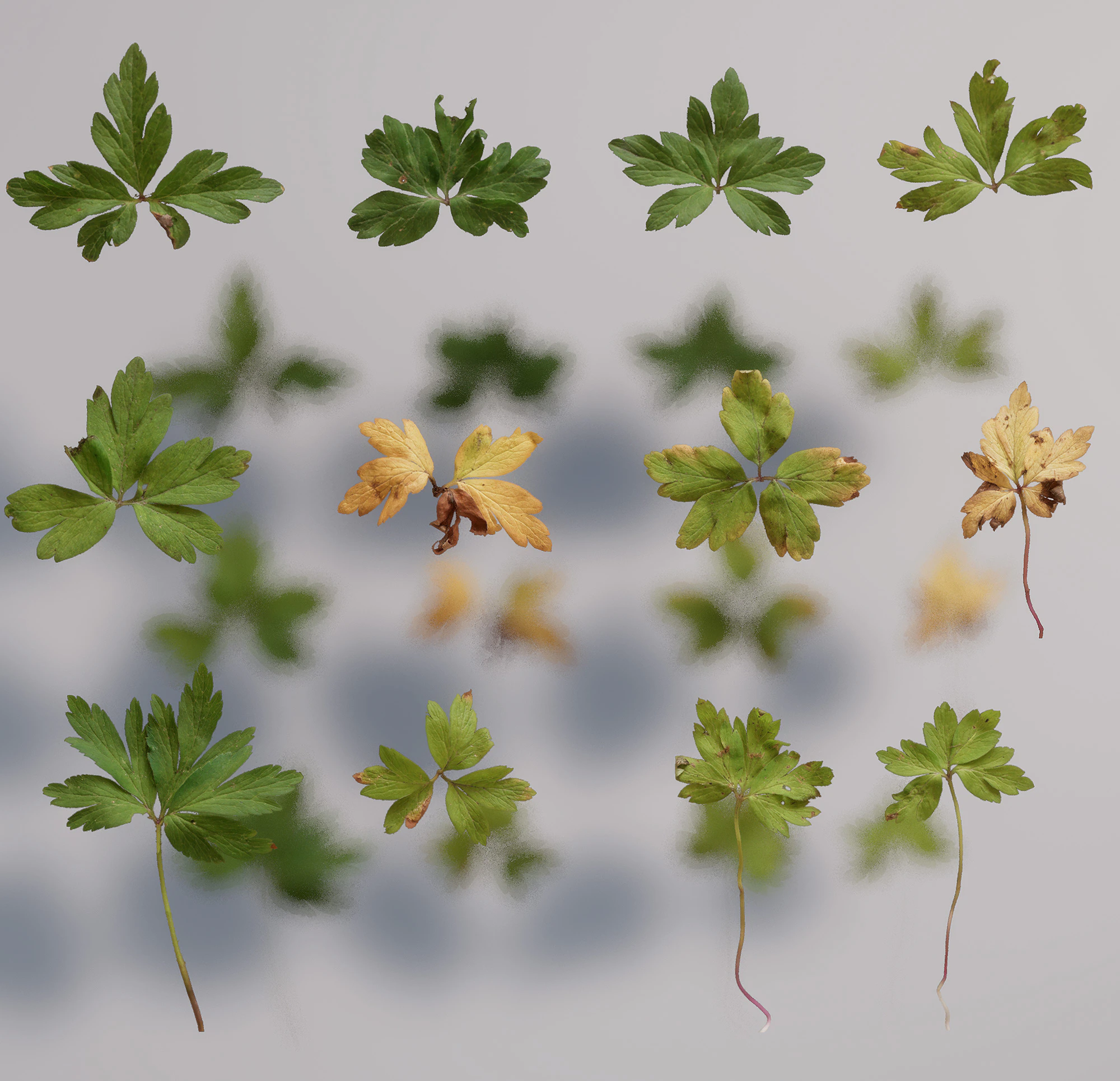 anemone nemorosa — Download