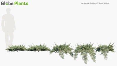 juniperus conferta — download