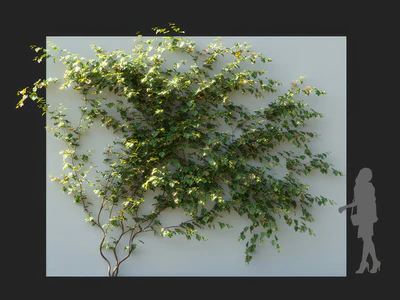 vitis vinifera 005 — download