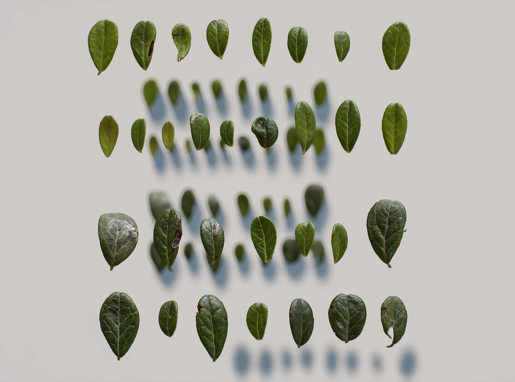 vaccinium vitis-idaea — Download