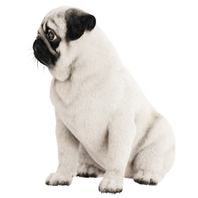 Realistic pug dog — Ver 4
