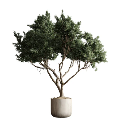 Indoor plant 04 - Tree in a pot — Ver 6