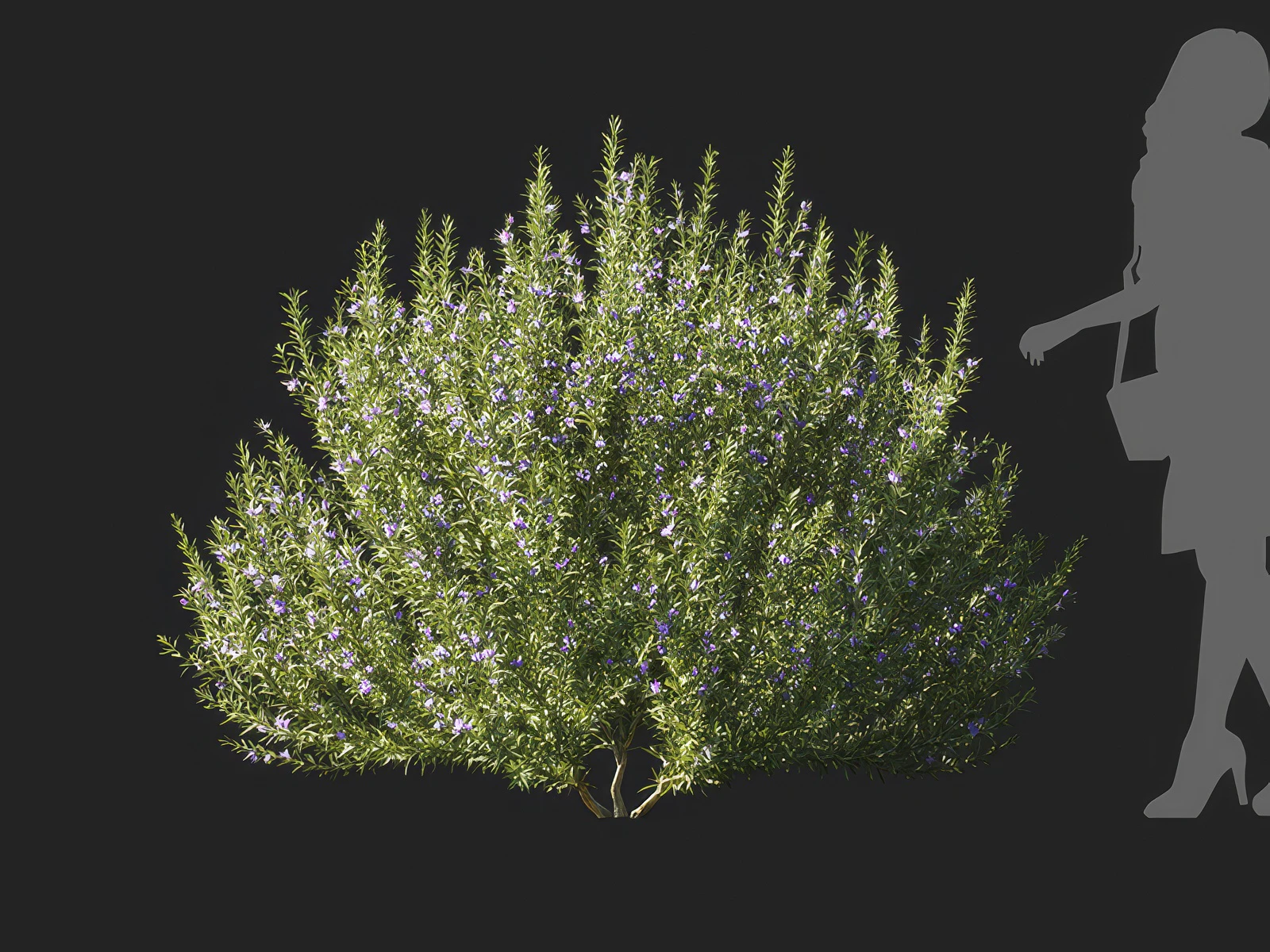 salvia rosmarinus 001 — Download