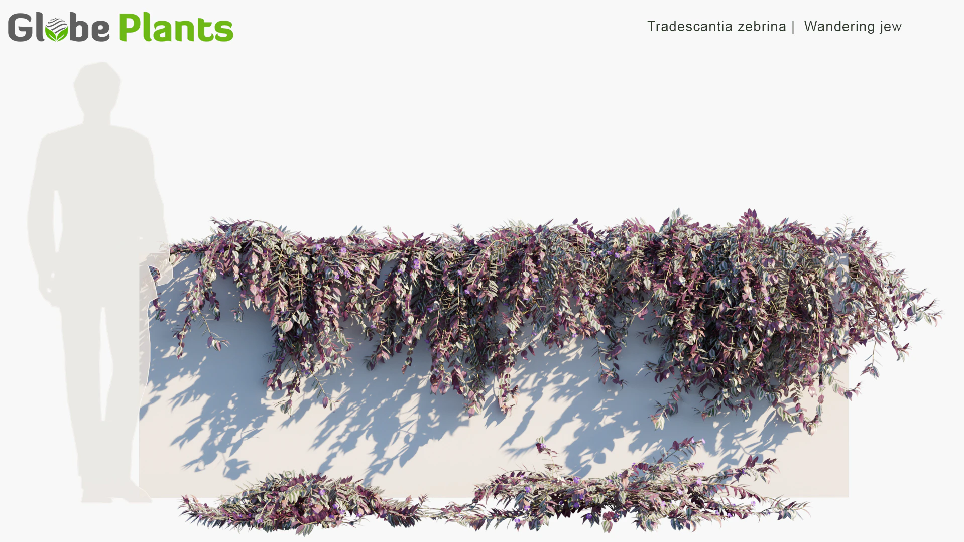 tradescantia zebrina — Descargar