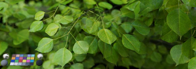 leaf 013 — download