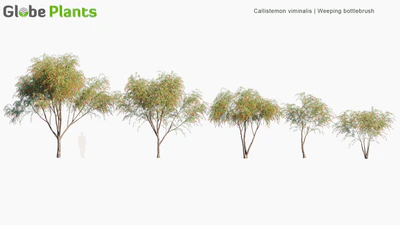 callistemon viminalis — download
