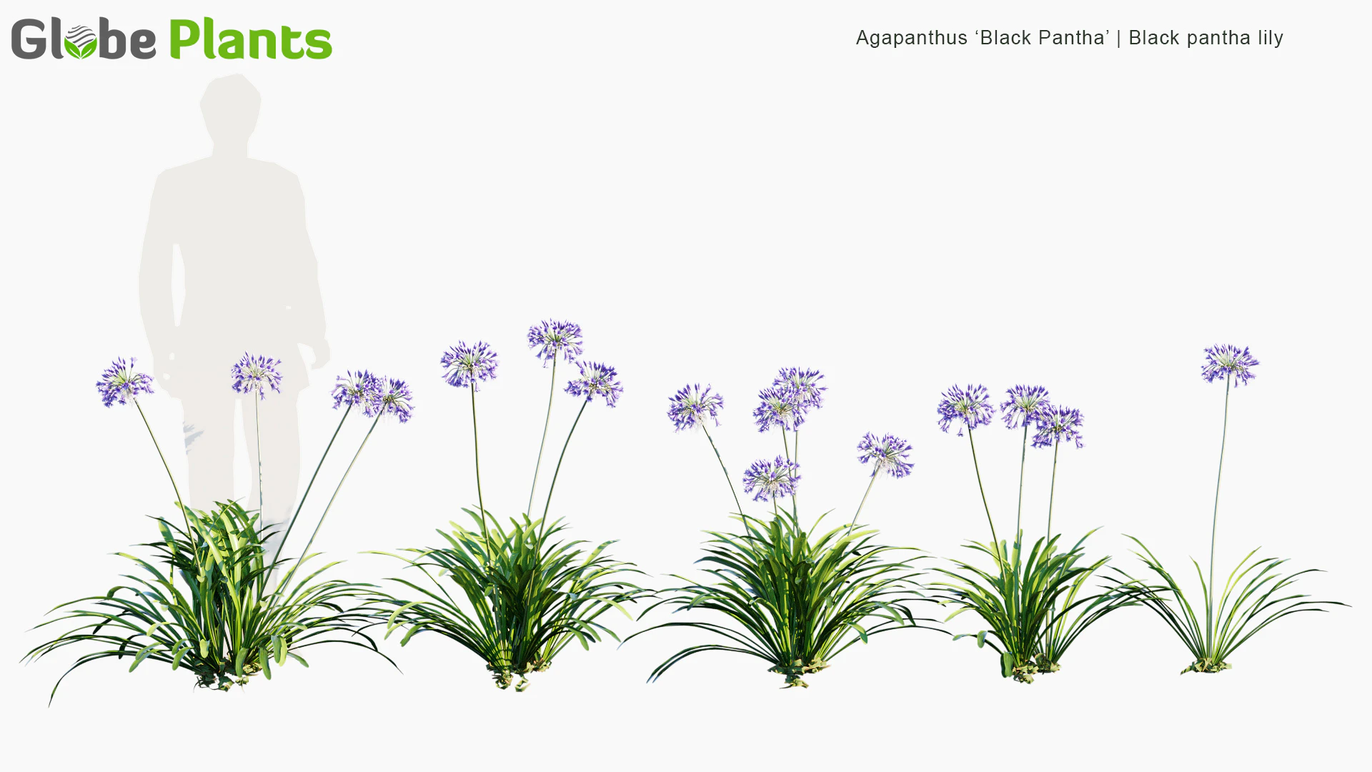 agapanthus black pantha — Скачать