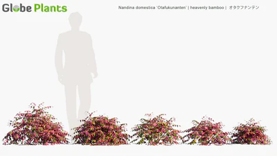 nandina domestica otafukunanten — download