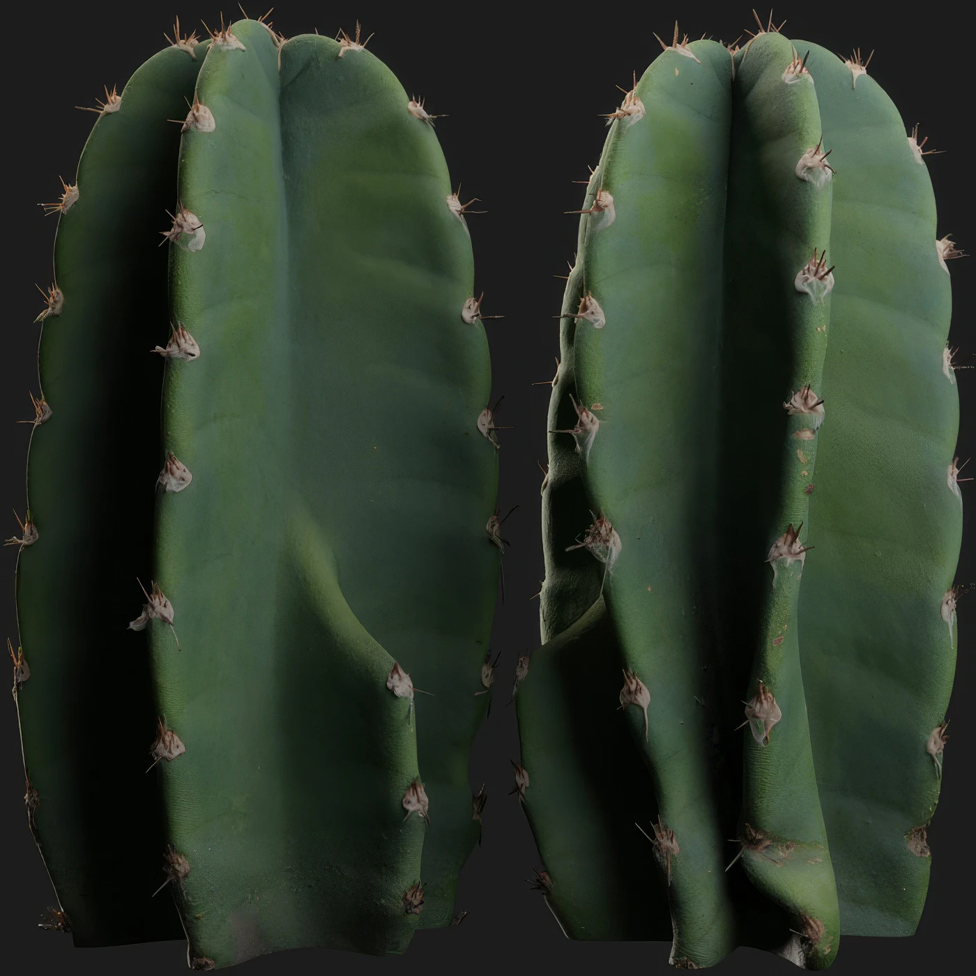 cactus 001 — Download