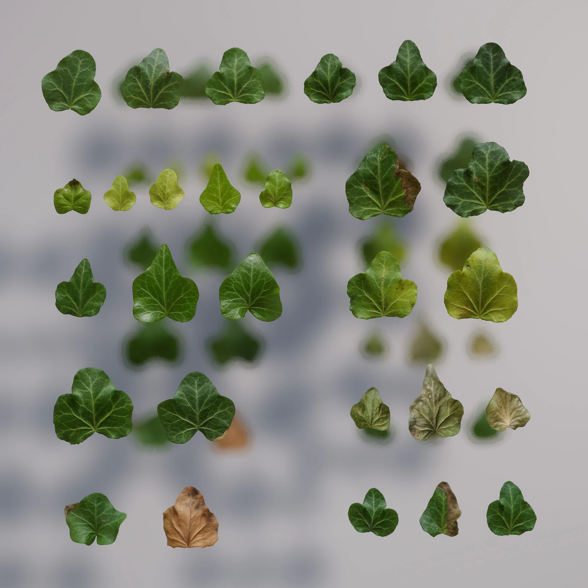 hedera helix wonder — Download