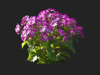 pericallis x hybrida 001 — download