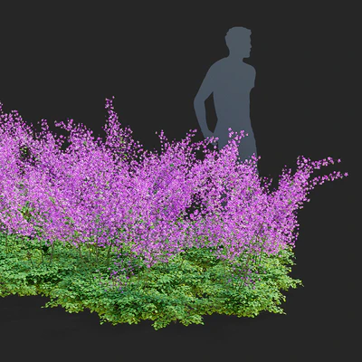 Василистник Делавея цветы | Thalictrum delavayi Purple — Вид 2